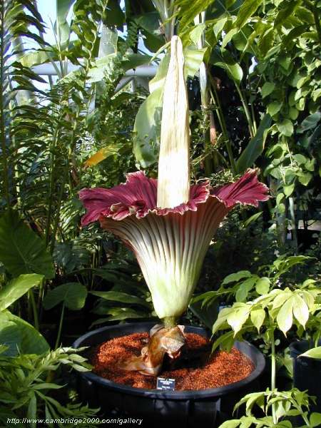 Amorphophallus_titanum_morning