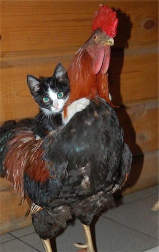 cat-riding-cock