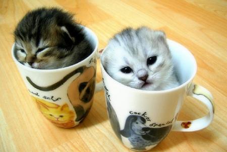 kittens-cups