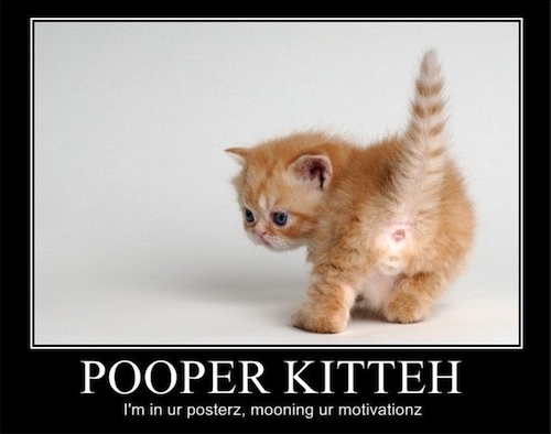 And this is our staff mooning expert, Mr. Pooper Kitteh