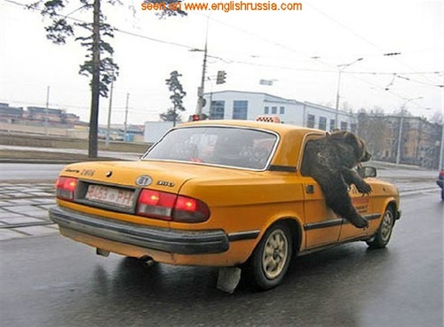 Finally, as a word of caution - bears in Russia have been known to get lazy and chase you in cabs instead of on foot.  Very few can get away from a bear equipped with this mode of transportation.