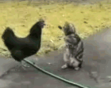 cat_vs_rooster