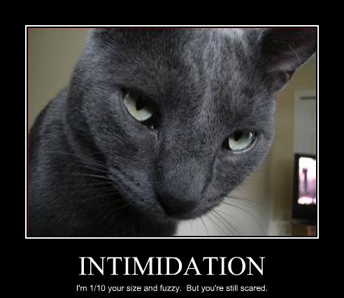 funny-pictures-cat-is-intimidating