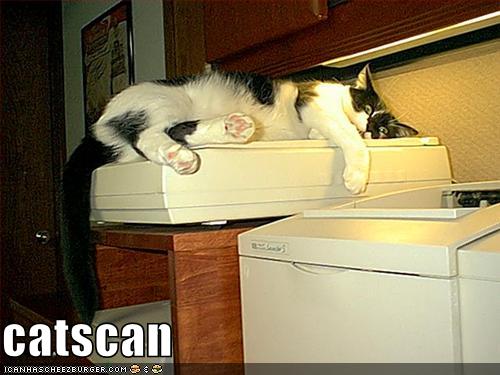 funny-pictures-cat-scans-himself