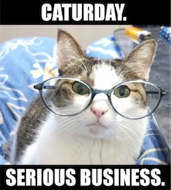 caturday - serious business