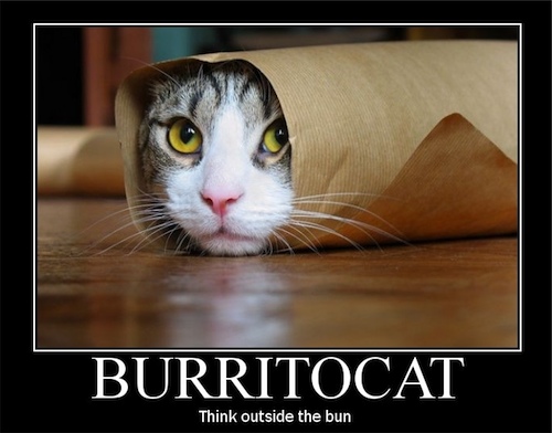 buritto-cat